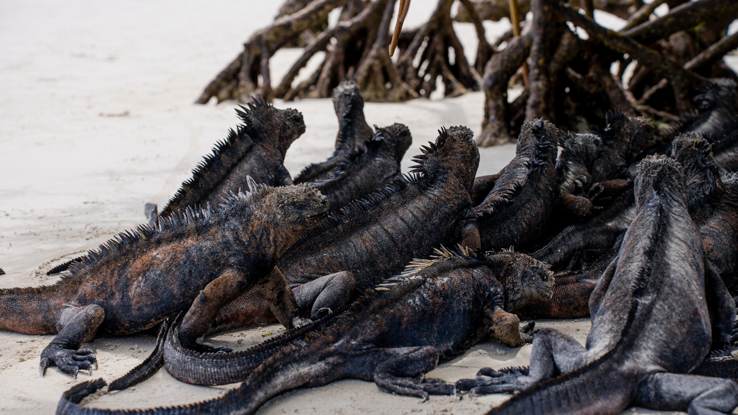 Galapagos Marine Iguanas